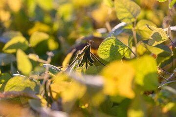 Closeup soybean pods and leaves basking in golden hour light, shallow depth of field creating soft...
