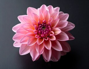 Close-up of a delicate pink dahlia bloom, showcasing intricate petal arrangements against a dark, neutral background