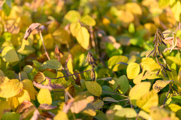 Detailed view of maturing seed cases isolated against soft blurred background, Closeup macro shot highlighting seed swelling and tactile textures with warm seasonal ambiance