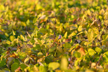 Golden crop shows signs early, Autumn twilight reveals mature soy plant textures and changes, Changing season reflects strength and grace of rural agricultural settings