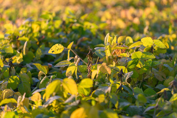 Magnified soybean leaves with glowing background for research purposes, Intimate photograph...