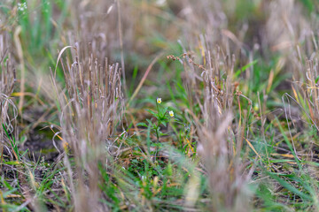 A breathtaking scenic view showcasing wild grass and tiny vibrant flowers in their natural habitat