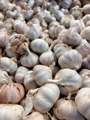 garlic
