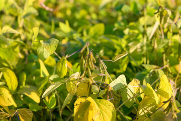 Drone surveys for crop assessment, Sundrenched soybean leaves with pods growing, Sunlight sheds over lush soybean fields as drone captures detailed crop development imagery