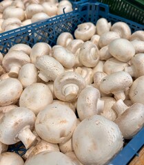 champignons
