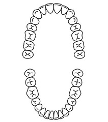 歯の名称　歯列 © koti