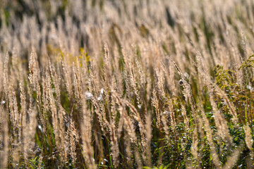 Fototapeta premium The Golden Grass is Gently Swaying in the Warm Breeze of a Beautiful Summer Day Outside