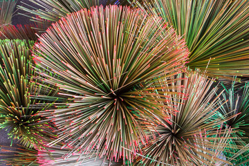 Krajood trees that are dry