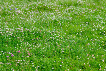 A Stunningly Vibrant Green Meadow That is Filled with an Abundance of Colorful Wildflowers