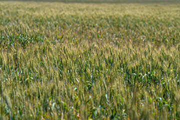 A Beautiful Golden Wheat Field Under a Clear and Expansive Blue Sky Thats Breathtaking
