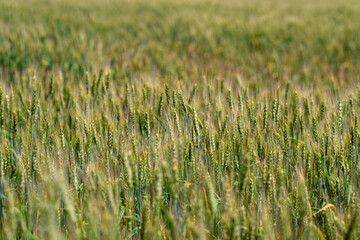 A Vibrant Wheat Field Flourishing Under a Stunningly Clear Blue Sky on a Sunny Day