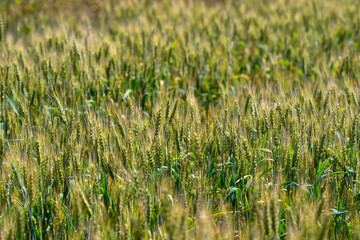 A Vibrant Wheat Field Bathed in Beautiful Golden Light Creates a Captivating Scene