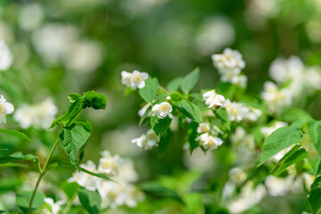 Delicate and Beautiful White Flowers Gracefully Surrounded by Lush, Vibrant Green Foliage