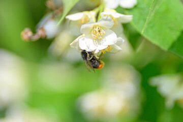 A Bee is Pollinating a Beautiful White Flower in a Lush Green Garden Full of Life