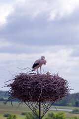 Bociany w gnieździe na słupie elektrycznym na tle p&oacute;l i łąk.	
