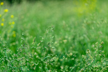 A Beautiful Lush Green Field with Colorful Wildflowers Softly Blurred and Gentle in Focus