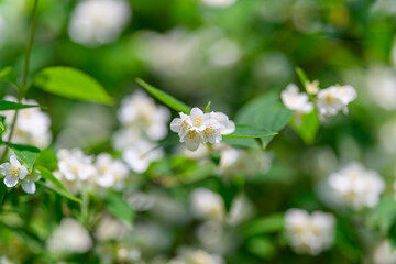 Delicate Jasmine Blooms Gracefully in the Vibrant Springtime Garden Full of Life and Color
