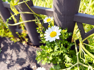 柵際に咲くノースポールのクローズアップ