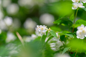 The Serene and Beautiful White Flowers Resting Gracefully in a Lush Green Background
