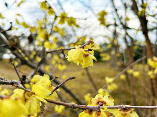 小さくかわいいロウバイの花のクローズアップ