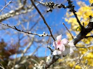 日差しを浴びるフユザクラのクローズアップ