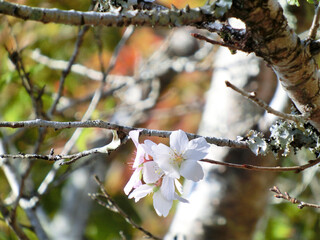 白色がかわいいフユザクラのクローズアップ