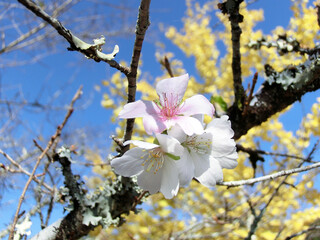 日を浴びるフユザクラのクローズアップ