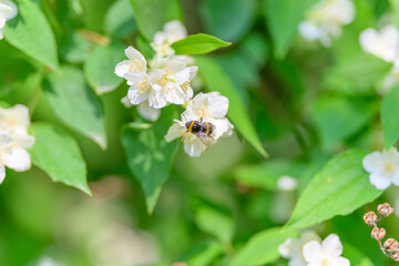 A Bee Joyfully Pollinating Beautiful White Flowers in a Lush and Verdant Green Garden