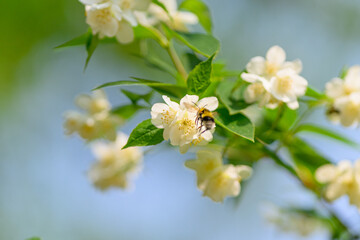 A bee is pollinating jasmine flowers in a bright, colorful garden full of life and beauty