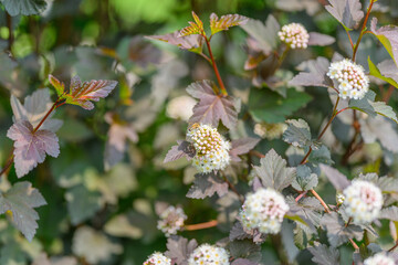 A Beautiful Blooming Shrub Featuring Unique Leaves and Stunning Flowers in Full Bloom