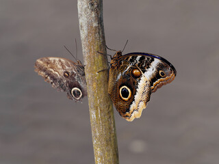 Two butterflies comparison: Caligo Atreus known as yellow-edged giant owl and Caligo Memnon known as giant owl or pale owl. Close up of two butterflies perched on a stem