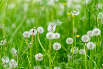 A peaceful and serene meadow adorned with dandelions as well as vibrant yellow flowers