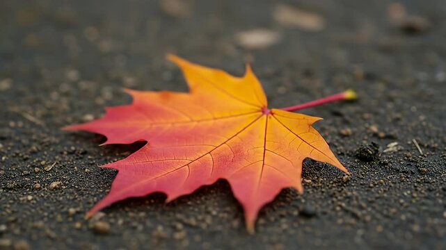 A vibrant maple leaf rests on the ground, showcasing the beauty of autumn.