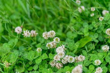 Delicate Clover Blossoms Adorn a Verdant, Lush Meadow Bathed in Soft Sunlight and Serenity