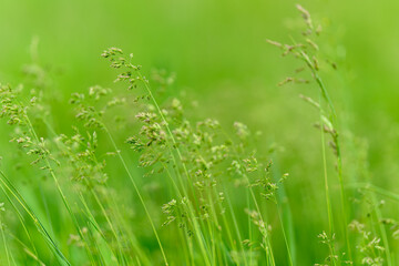 Lush Green Grass in the Heart of Nature, Embracing the Beauty of the Outdoors and Growth