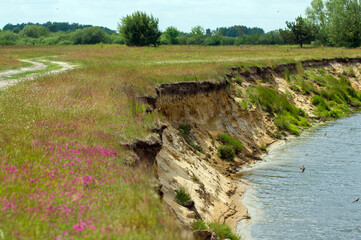 Skarpa osuwisko nad rzeką latające nad wodą jask&oacute;łki w piękny słoneczny dzień.