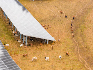Cows graze beneath solar panels on a dry field. The installation provides shade while agriculture and renewable energy share the same land.