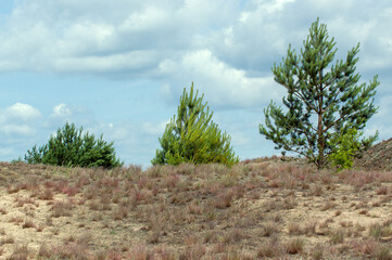 Drzewa trawy rosnące na piaszczystych wydmach na tle pięknych chmur.