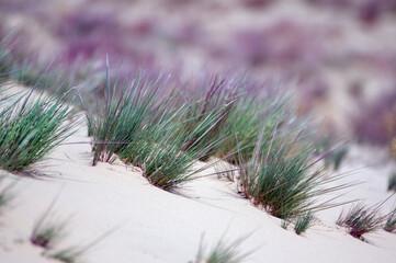 Kompozycja roślinna trawy na wydmach gatunki objęte ochroną.	
