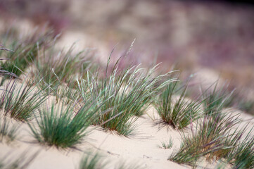 Kompozycja roślinna trawy na wydmach gatunki objęte ochroną.
