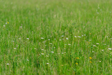 A Lush Green Meadow Adorned with Vibrant Wildflowers in Full Bloom during Summer