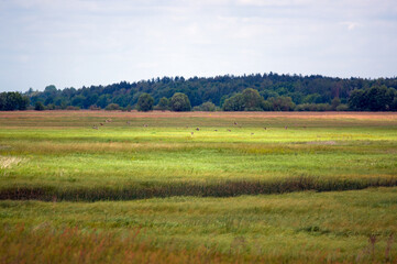 Krajobraz podmokły łąki woda trawy las na horyzoncie, przelatujące stado ptak&oacute;w.	
