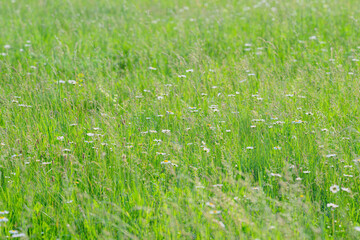 A Beautiful and Vibrant Green Meadow Filled with Colorful Wildflowers in the Springtime