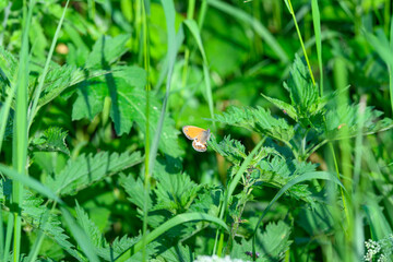 A Colorful Butterfly Resting on Lush Green Foliage Amidst the Most Vibrant Nature