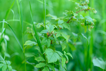 Obraz premium Lush and Vibrant Green Leaves with a CloseUp View of Insect in a Natural Environment