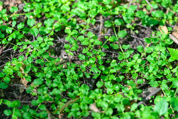 Lush Green Ground Cover adorned with Vibrant and Colorful Clovers for a Beautiful Landscape