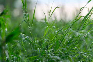 Delicate Morning Dew Drops on the Fresh, Lush Green Grass Amidst Natures Beauty