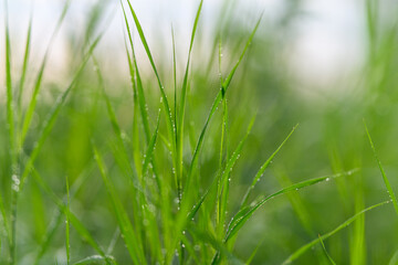 A closeup view of dewcovered grass blades presented in a beautifully soft focus