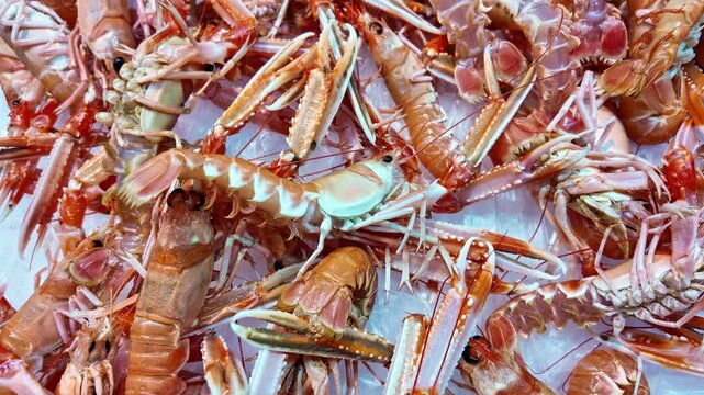 Close-up view of a pile of fresh raw langoustines or Norway lobsters on ice. High quality shellfish ingredients displayed at a fish market or restaurant counter