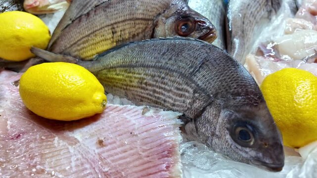Close-up view of fresh whole sea bream fish displayed on ice with yellow lemons at a seafood market. High quality raw fish ingredients ready for cooking or restaurant preparation